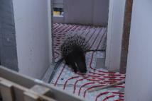 Nesli tehlike altında ola kirpi kurtarıldı