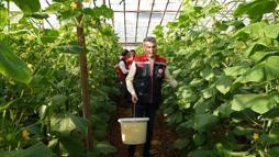 Aydıncık’ta salatalık hasadı başladı