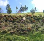 Kangal köpeği ile kurdun boğuştu anlar kamerada