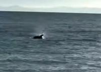 Saros’ta kıyıya yakın yüzen yunus görüntülendi