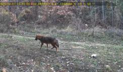 Ormanda dolaşan vaşak ile kurt fotokapana yansıdı