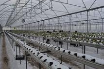 4 bin metrekarelik serada dört mevsim topraksız çilek üretiyor