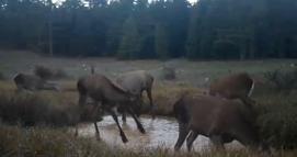Kızıl geyiklerin su birikintisindeki görüntüleri fotokapana yansıdı