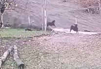 Ormandan inen kurt keçi sürüsüne saldırdı