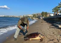 Kuşadası'nda 1 haftada 3 deniz kaplumbağası ölü bulundu