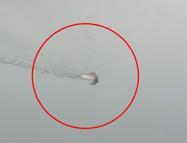 Dağ keçisi baraj gölünü yüzerek geçti; o anlar kamerada