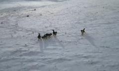 Doğada gezinen kurt sürüsü dron ile görüntülendi