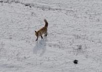 Dron sesinden tedirgin olan kızıl tilki, yuvasını terk etmedi