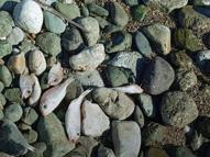 Datça’da ölü balıklar sahile vurdu