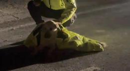 Polis, yaralı köpeğin üstünü kendi montuyla örttü