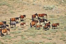 Emirdağları'nda yılkı atlarının sayısı arttı