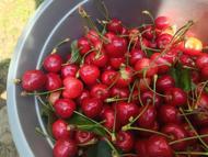 Edirne’den Avrupa’ya ihraç edilen ‘Çeribaşı kirazı’ coğrafi işaret tescili aldı