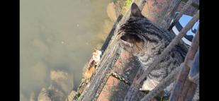 Çaya düşen yavru kedi, itfaiye tarafından kurtarıldı