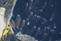 Büyük Menderes nehri kirlilik nedeniyle yine siyaha büründü