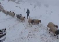 Karda mahsur kalan çoban ve 800 küçükbaş hayvan kurtarıldı