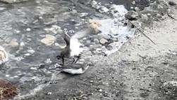 Milleyha'da kara karınlı kum kuşlarının yiyecek mücadelesi