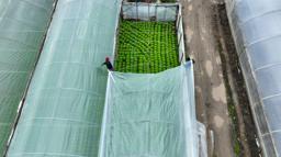 Lodostan zarar gören üreticilere sera naylonu hibe edildi