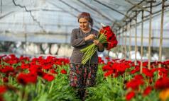 Antalya'da üretilen 850 milyon dal çiçeğin yüzde 75'i ihraç edildi