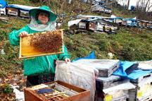 Genç yaşta babasını kaybedince ömrünü kardeşlerine adadı; arıcılık yapıp hepsini okuttu