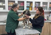 Ordu’da 10 gün içerisinde 3 sokak köpeği ‘domuz kurşunu’ ile vuruldu