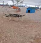 Barınakta aç kalan köpeklerin, başka köpeği yediği iddiası