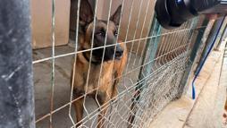 OMÜ tarafından yetiştirilen görev köpeği Pars, şehrin güvenliğinde görev alacak