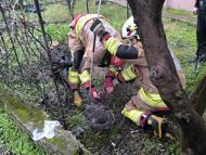 Tel örgüye sıkışan tilki kurtarıldı