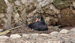 Doğanın sadık eşleri siyah kuğularda kuluçka heyecanı