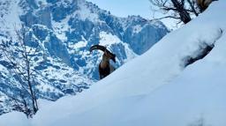 Karla kaplı Mundur Vadisi'nde yiyecek arayan yaban keçileri dron kamerasında