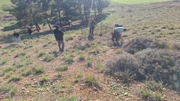 Dağ ceylanı, çizgili sırtlan ve kurt aynı habitatı paylaşıyor