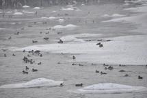 Yeşilbaş ördeklerin yüzeyi kısmen donan çayda yaşam mücadelesi