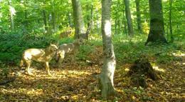 Ormanda gezen kurt sürüsü fotokapanla görüntülendi