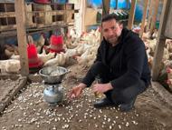 Strese giren tavukları için kümeste mısır patlatıyor