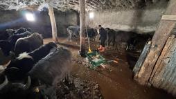 Yüksekova’da sağanak; ahırları su bastı