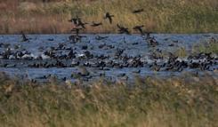 Milleyha'da 'doğa buluşması' başlıyor