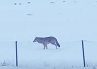 Yalnızçam Dağları'nda 3 ayaklı kurdun yaşam mücadelesi