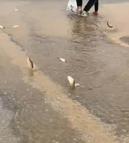 Bodrum'da sağanak; yollar trafiğe kapandı, iş yerlerini su bastı (3)