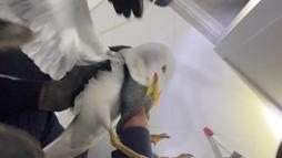 İstanbul- Avcılar'da mahsur kalan martıyı itfaiye kurtardı