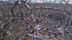 Nevşehir’de şubat ayında badem ağacı çiçek açtı