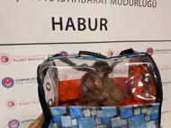 Gümrükler Muhafaza ekipleri, 2025'te 85 bin 342 canlı hayvan ele geçirdi