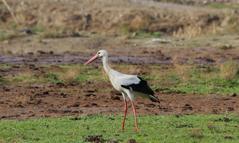 Aydın'da yılın ilk leyleğini gördü, bir çuval un kazandı