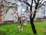 Edirne'de meyve ağaçları, şubat ayında çiçek açtı