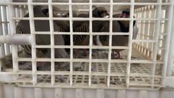 Habur'da ele geçirilen 38 keklik doğaya salındı