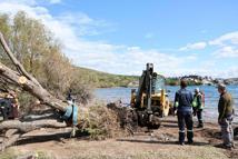 Bodrum'da fırtınada devrilen ılgın ağaçları yeniden toprakla buluşuyor