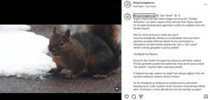 Uludağ'da kar ile susuzluğunu gideren sincap kamerada / Ek fotoğraf