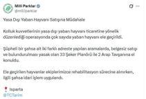 Isparta'da 33 şeker planörü ve 2 Arap tavşanı ele geçirildi