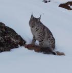 Vaşak, avlanırken görüntülendi