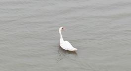 Ankara’da tedavi edilen kuğu, Edirne’de doğaya bırakıldı (2)