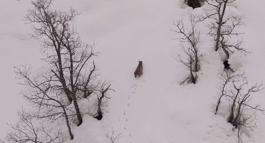 Karlı dağlarda vaşak dronla görüntülendi