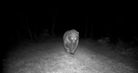 Bozayı fotokapanla görüntülendi